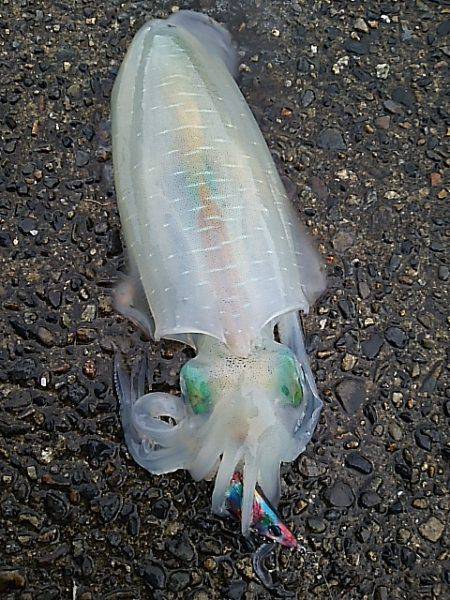 遠征１日目  九鬼＆須賀利編