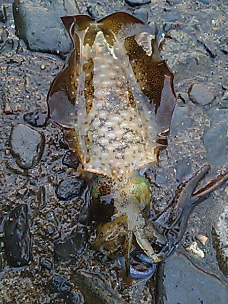 遠征２日目 須賀利編