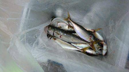 アジ・サバがよく釣れました（太刀魚は渋かっ…