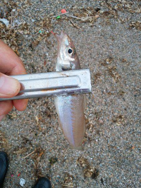 明石川河口サーフでキス釣り