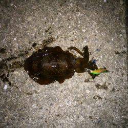 アオリイカの新子で沖漬け