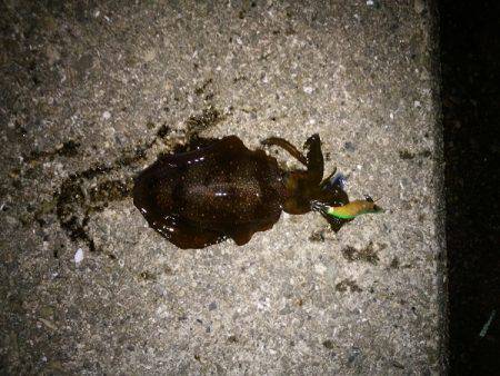 アオリイカの新子で沖漬け