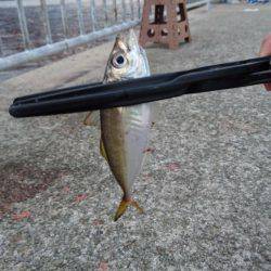 北公園サビキ継続的に釣れてます