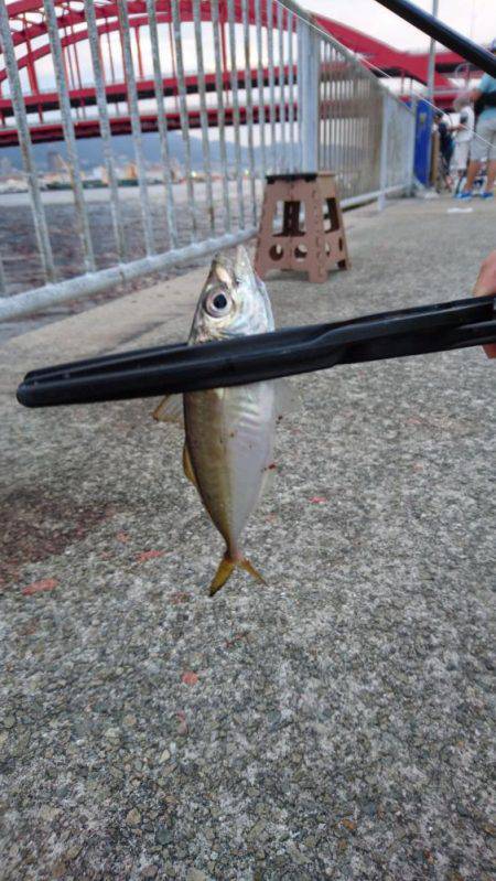 北公園サビキ継続的に釣れてます