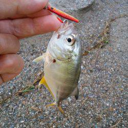 明石川のライトゲームでメッキ