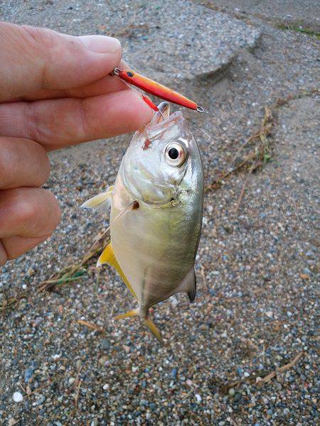 明石川のライトゲームでメッキ