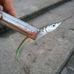 大蔵海岸でえんぴつサヨリ&アオリイカの新子