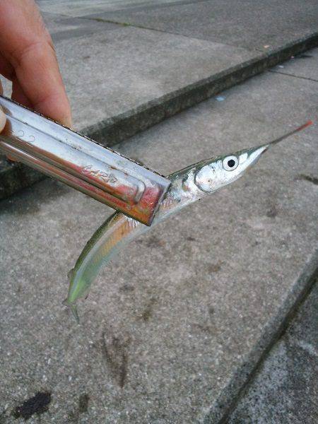 大蔵海岸でえんぴつサヨリ&アオリイカの新子