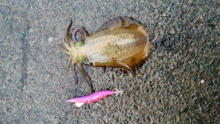 アオリ今秋初釣行