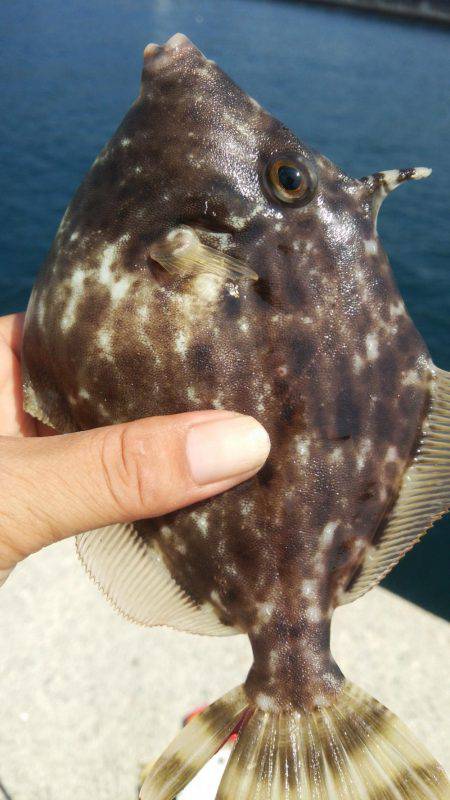 沼島カワハギ、サンバソウ