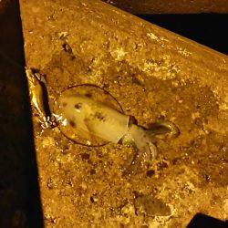 一応トンカツも・・・