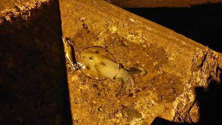 一応トンカツも・・・