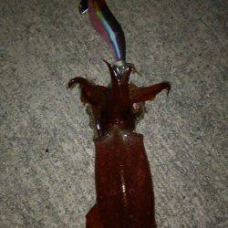 終盤！？ケンサキイカ