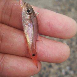 ゴンズイ爆釣 15品目達成