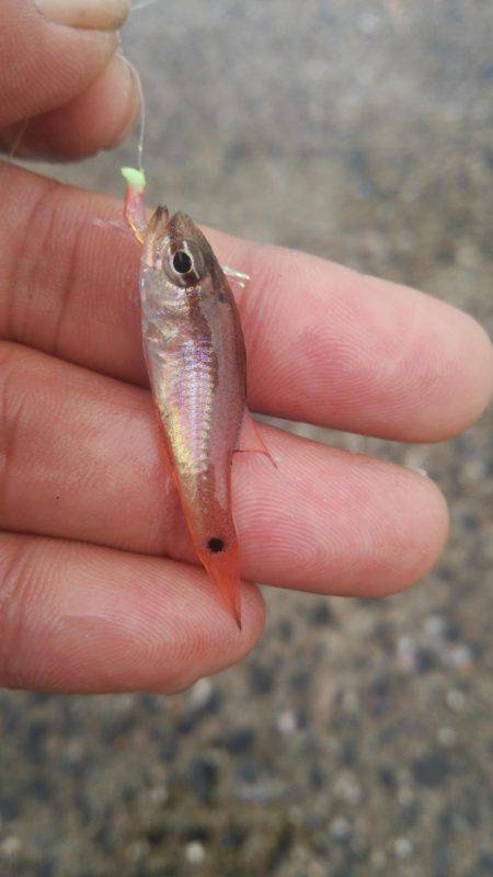 ゴンズイ爆釣 15品目達成