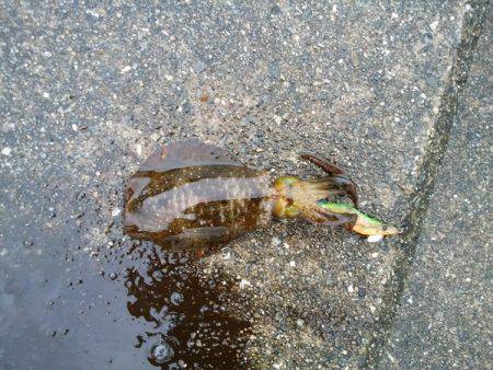 大蔵海岸でエギング