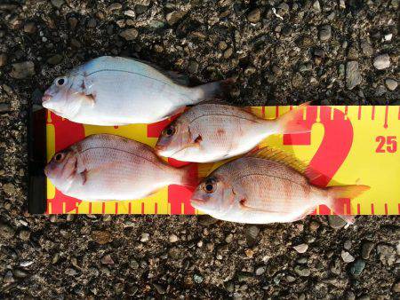 真鯛が居る気配するも