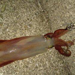 ショアケンサキ