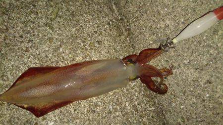 ショアケンサキ