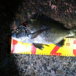 夜に涼しみにどうだろう？