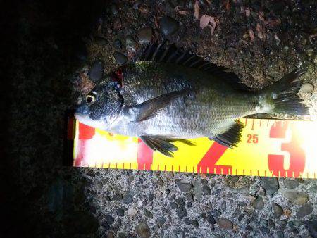 夜に涼しみにどうだろう？