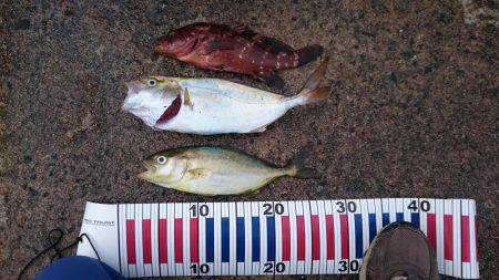 タイラバサビキでアカビラ(カンパチ)、アコ…