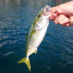 サビキで青物。今度はツバス！