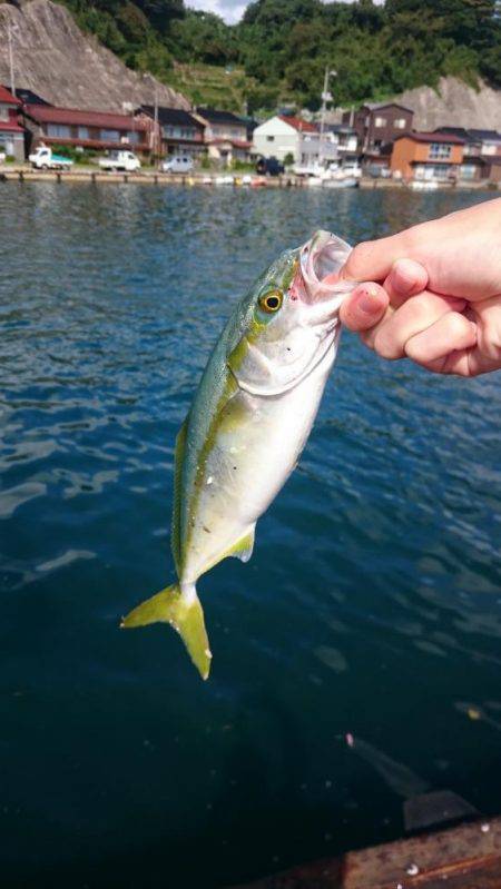 サビキで青物。今度はツバス！