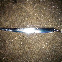 タチウオ&サゴシ