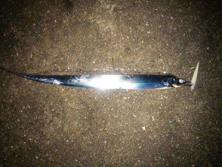 タチウオ&サゴシ