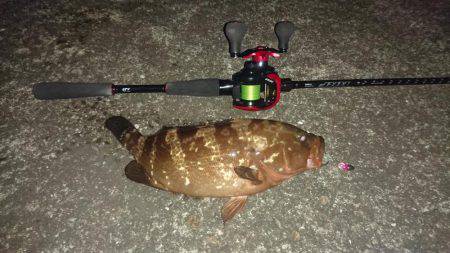 アコウ～(о´∀`о)ノ