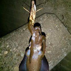 時期限定エギンガ―