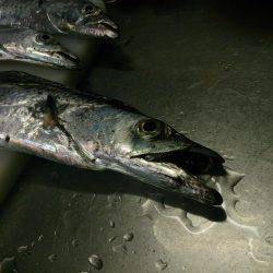 ここは日本かい?