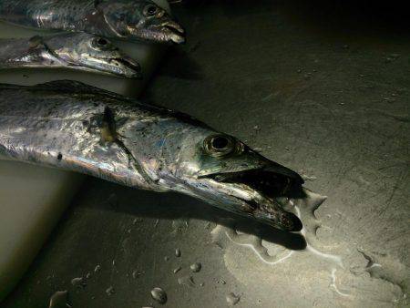 ここは日本かい?