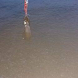 リリース  アオリイカ