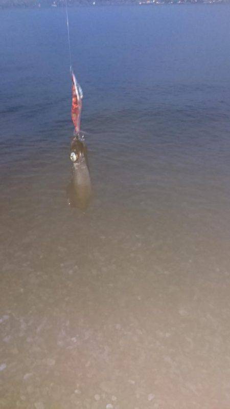 リリース  アオリイカ