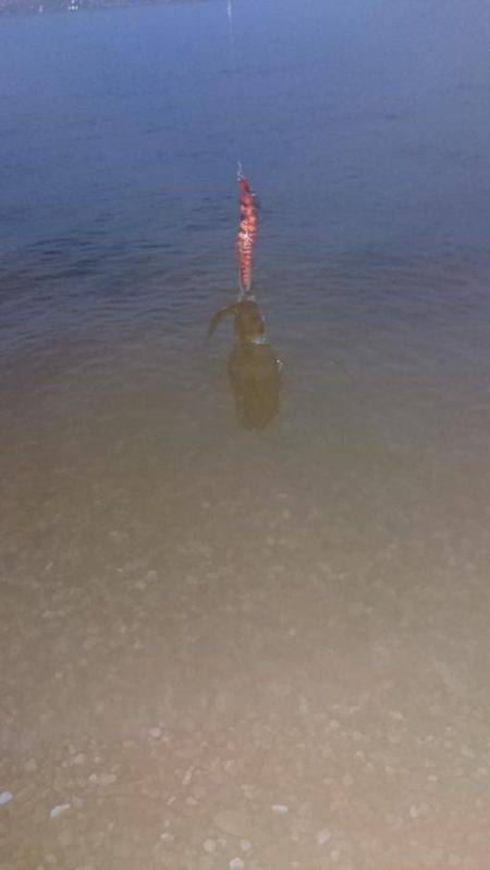 リリースつづく