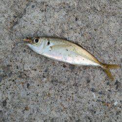 ファミリーフィッシング