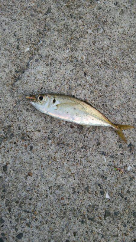 ファミリーフィッシング