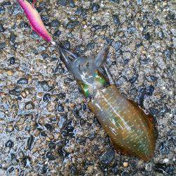 立派に育ってますよ！