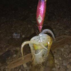 苦戦のアオリイカ