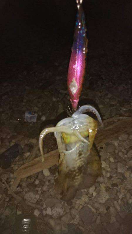 苦戦のアオリイカ