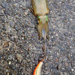 そこそこのアタリ…