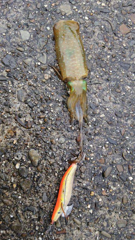 そこそこのアタリ…