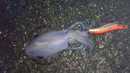 アオリイカエギング今季初釣行！