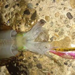 スクスク成長中！