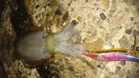 スクスク成長中！