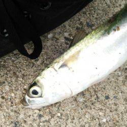 ゲリラ豪雨直撃