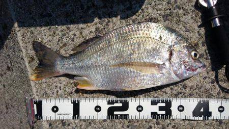 サゴシ狙いで武庫一へ