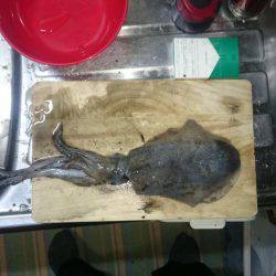 エギングオンリー